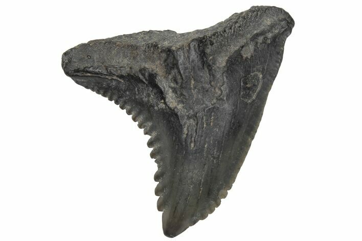 Snaggletooth Shark (Hemipristis) Tooth - South Carolina #211672